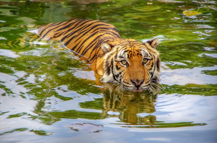 Tiger swimming in river in India