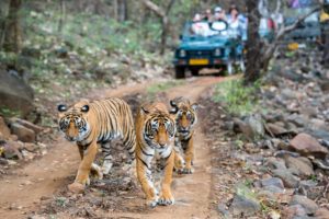 How Safe is Tiger Safari in India?